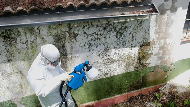 Top rated local Mold Remediation specialists in Henderson, TX
